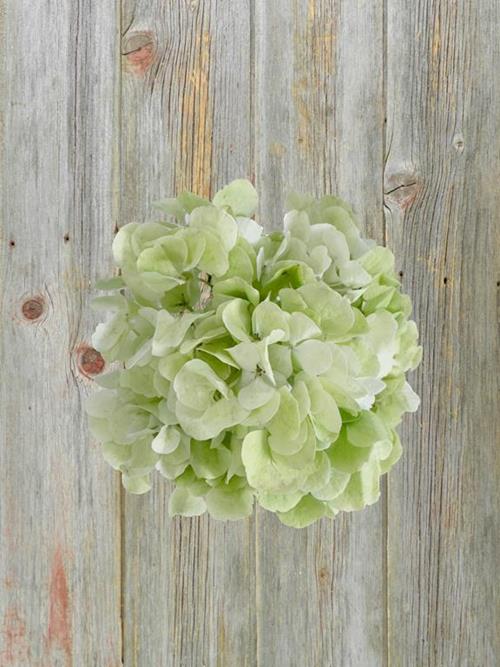 BIG PETAL KIWI GREEN HYDRANGEAS